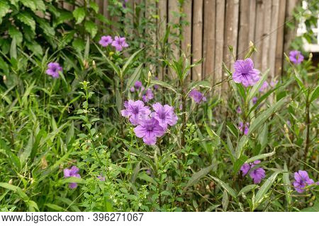 Beautiful Purple Color Petals Of Britton's Wild Petunia Know As Mexican Bluebell, Blooming On Green 
