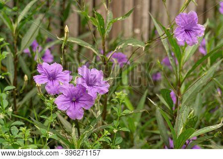 Beautiful Purple Color Petals Of Britton's Wild Petunia Know As Mexican Bluebell, Blooming On Green 