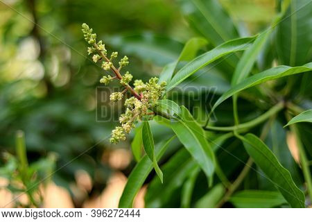 Close Up Of Mango Flowers In A Farm, A Branch Of Inflorescence Mango Flowers. Selective Focus Of Man