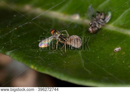 Meshweaver Of The Family Dictynidae Preying A Long-legged Fly Of The Family Dolichopodidae