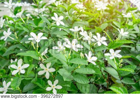 Beautiful Green Leaves Bush And Petite Starry Pure White Petals Of Snowflake Fragrant Flower Bloomin