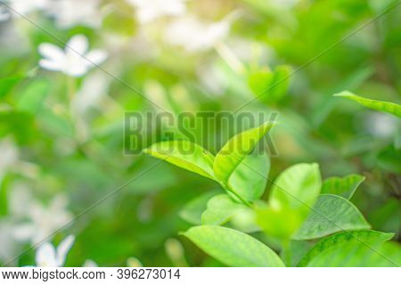 Fresh Young Bud Soft Green Leaves Blossom On Natural Greenery Plant And White Flower Blurred Backgro