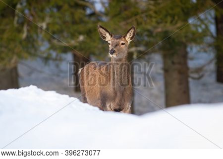 Red Deer Female Looking In Forest In Winter Nature