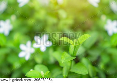 Fresh Young Bud Soft Green Leaves Blossom On Natural Greenery Plant And White Flower Blurred Backgro