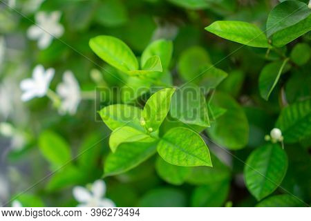 Fresh Young Bud Soft Green Leaves Blossom On Natural Greenery Plant And White Flower Blurred Backgro
