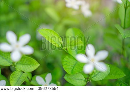 Fresh Young Bud Soft Green Leaves Blossom On Natural Greenery Plant And White Flower Blurred Backgro