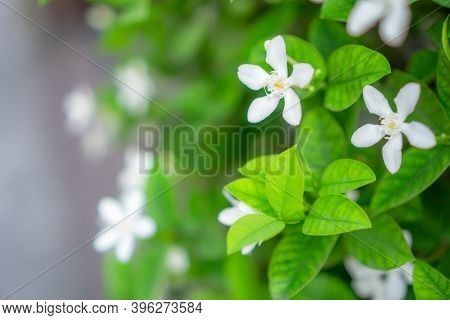 Beautiful Green Leaves Bush And Petite Starry Pure White Petals Of Snowflake Fragrant Flower Bloomin