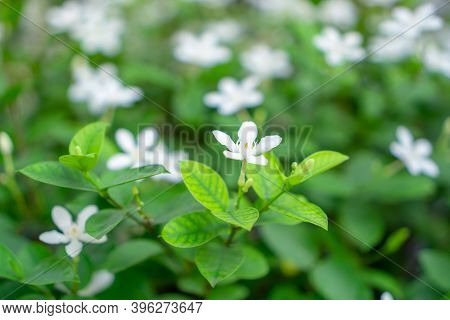 Beautiful Green Leaves Bush And Petite Starry Pure White Petals Of Snowflake Fragrant Flower Bloomin