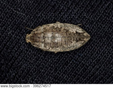 Darkling Beetle Of The Tribe Epitragini In Macro View