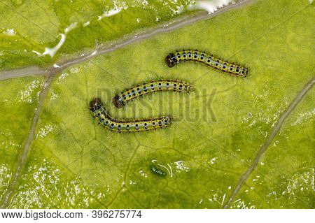 Green Caterpillars In A Leaft