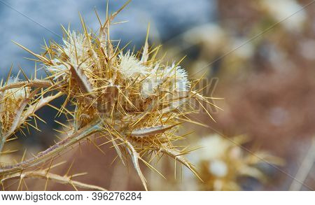 Dried Flower Onopordum Acanthium