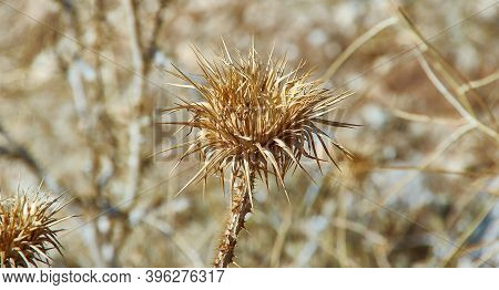 Dried Flower Onopordum Acanthium
