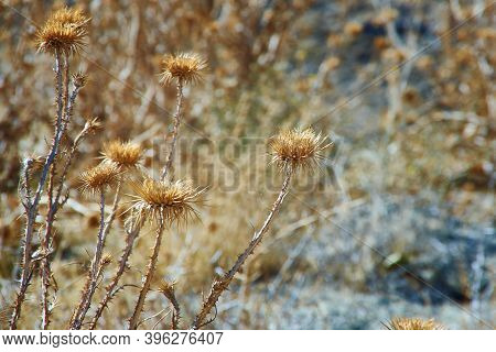 Dried Flower Onopordum Acanthium