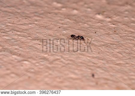 Big-headed Ant Of The Genus Pheidole In Macro View