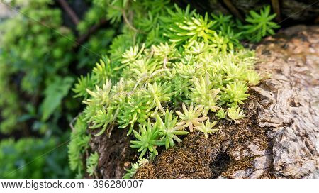 Succulent Green Creeping Sedum Plant In A Garden.
