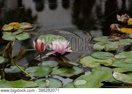 Pink Lotuses Bloom On An Ornamental Pond In The Garden. Lotus Flower Marliacea Rosea Or Pink Water L