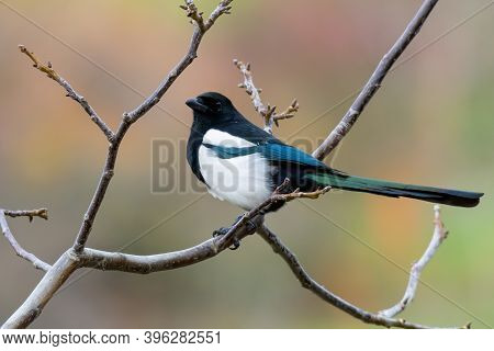 Eurasian Magpie (pica Pica) Sitting On A Branch With Colorful Background. Beautiful Black And White 
