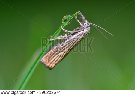 Garden Grass-veneer (chrysoteuchia Culmella) Sitting On A Plant. Yellow  Insect In Its Habitat. Inse