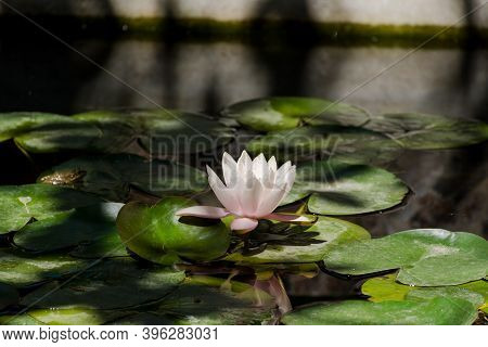 Pink Lotuses Bloom On An Ornamental Pond In The Garden. Lotus Flower Marliacea Rosea Or Pink Water L