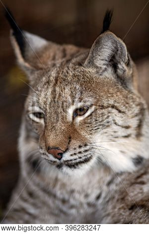 Portrait Of Eurasian Lynx Closeup In National Park