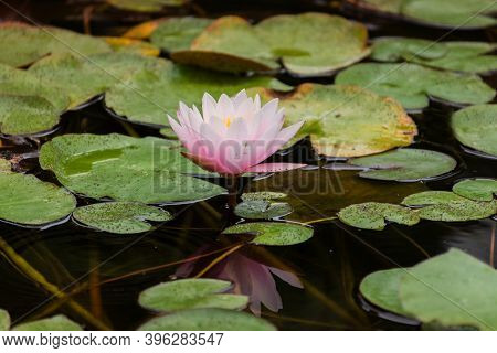 Pink Lotuses Bloom On An Ornamental Pond In The Garden. Lotus Flower Marliacea Rosea Or Pink Water L