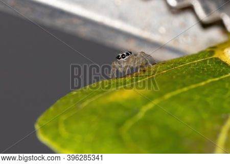 Small Jumping Spider
