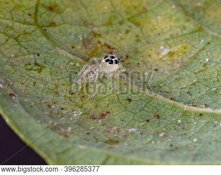 Small Jumping Spider