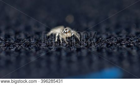 Small Jumping Spider
