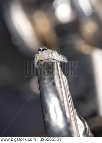Small Jumping Spider