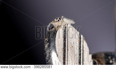 Small Jumping Spider