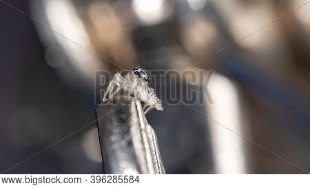Small Jumping Spider