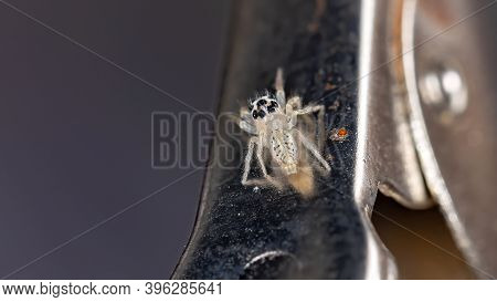 Small Jumping Spider