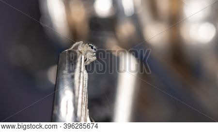 Small Jumping Spider