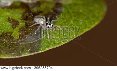 Small Jumping Spider