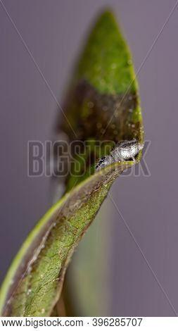 Small Jumping Spider
