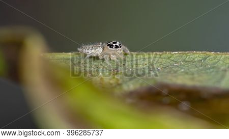 Small Jumping Spider