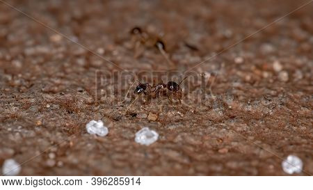 Big Headed Ants