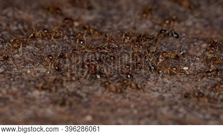 Big Headed Ants
