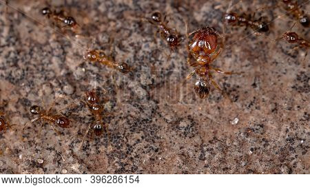 Big Headed Ants