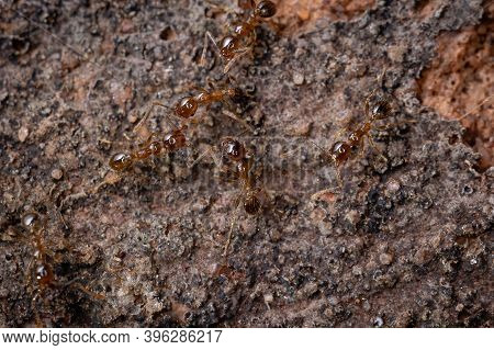 Big Headed Ants