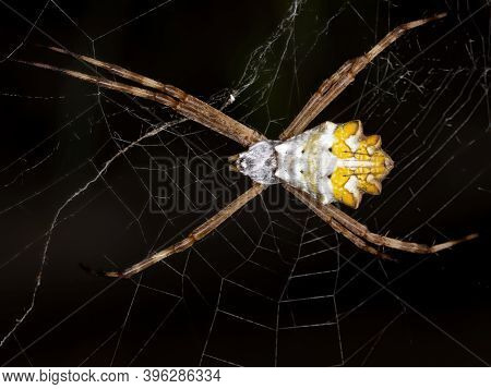 Silver Garden Orbweaver Of The Species Argiope Argentata