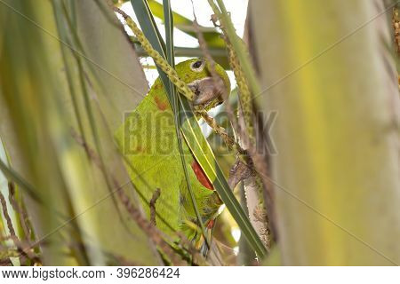 White-eyed Parakeet Of The Species Psittacara Leucophthalmus