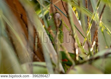 White-eyed Parakeet Of The Species Psittacara Leucophthalmus
