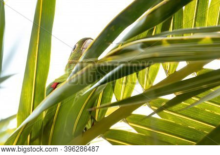 White-eyed Parakeet Of The Species Psittacara Leucophthalmus