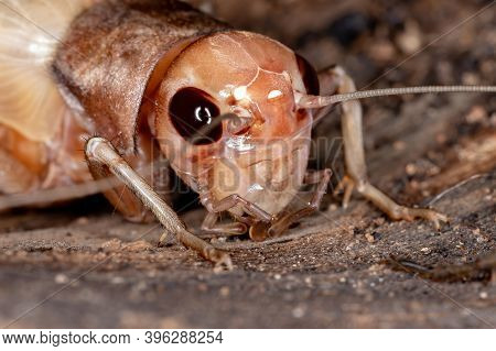 Female Field Cricket Of The Subfamily Gryllinae