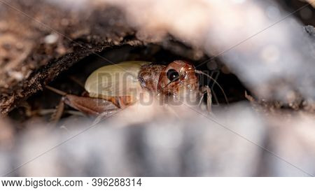 Female Field Cricket Of The Subfamily Gryllinae