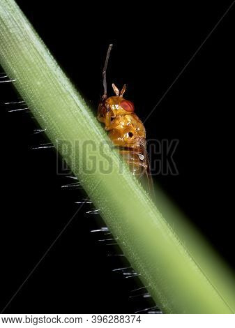 Lauxaniid Fly Of The Family Lauxaniidae In Macro View