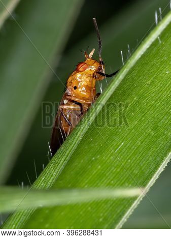 Adult Lauxaniid Fly