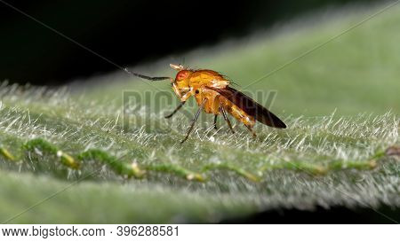 Adult Lauxaniid Fly