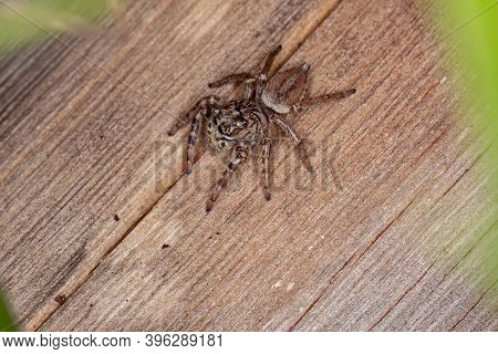 Female Jumping Spider Of The Species Freya Nigrotaeniata
